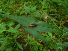 Podabrus fayi