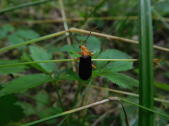 Podabrus fayi