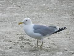 Larus argentatus