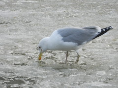 Larus argentatus