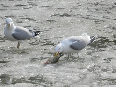 Larus argentatus