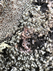 Laetisaria lichenicola