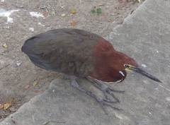 Tigrisoma lineatum