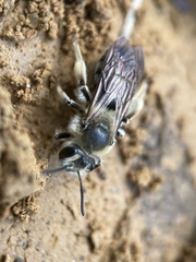 Andrena barbara