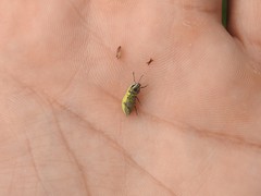 Pantomorus viridisquamosus