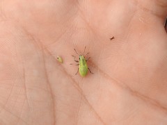 Pantomorus viridisquamosus