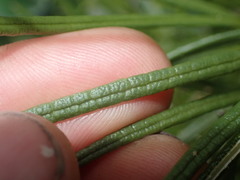 Olearia crosby-smithiana