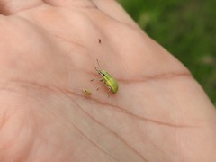 Pantomorus viridisquamosus