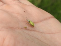 Pantomorus viridisquamosus