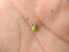 Pantomorus viridisquamosus