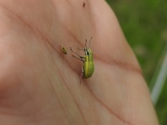 Pantomorus viridisquamosus