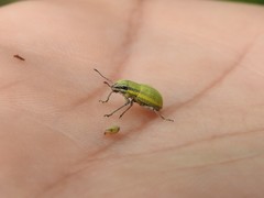 Pantomorus viridisquamosus