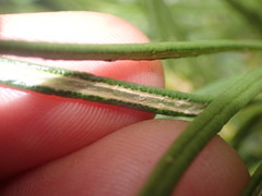 Olearia crosby-smithiana