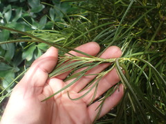 Olearia crosby-smithiana