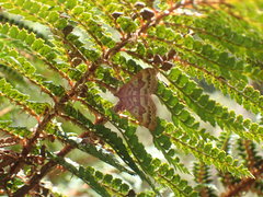 Asaphodes