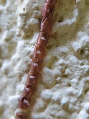 Leptoglossus clypealis