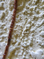 Leptoglossus clypealis