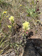 Castilleja affinis neglecta