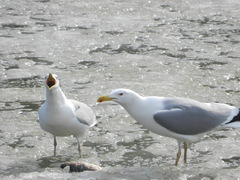 Larus argentatus