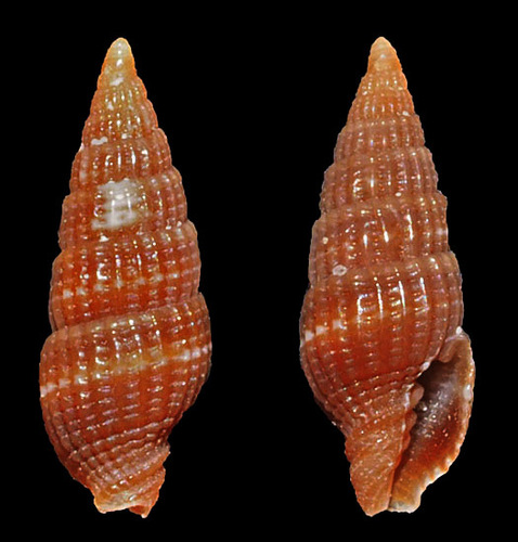 Vexillum micra