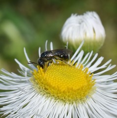 Hemihalictus