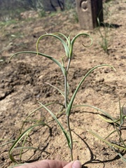 Calochortus clavatus