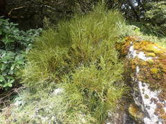 Olearia crosby-smithiana