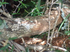Olearia crosby-smithiana