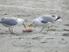 Larus argentatus