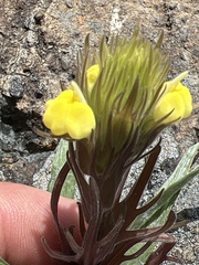 Castilleja rubicundula