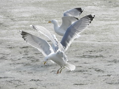 Larus argentatus