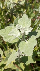 Malacothamnus hallii