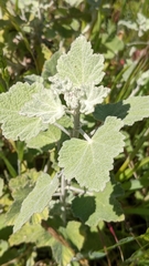 Malacothamnus hallii