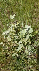 Malacothamnus hallii