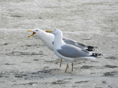Larus argentatus