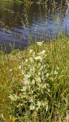 Malacothamnus hallii