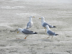 Larus argentatus