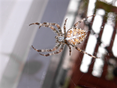 Araneus diadematus