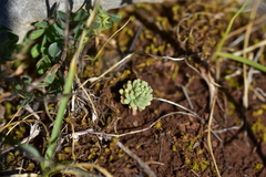Sedum hispanicum
