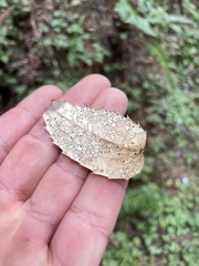 Coccomyces dentatus
