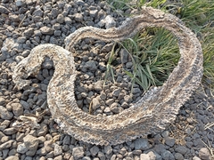 Crotalus polystictus