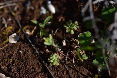Sedum hispanicum