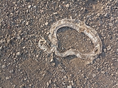 Crotalus polystictus