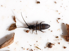 Pogonognathellus flavescens