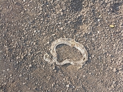 Crotalus polystictus