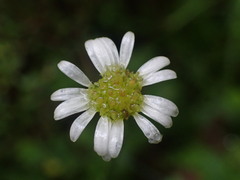 Brachyscome radicata