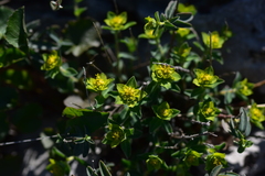 Euphorbia fragifera