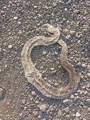 Crotalus polystictus