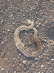 Crotalus polystictus