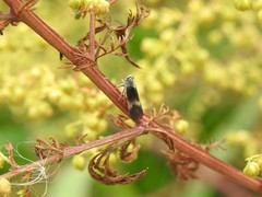 Melanoliarus dimidiatus